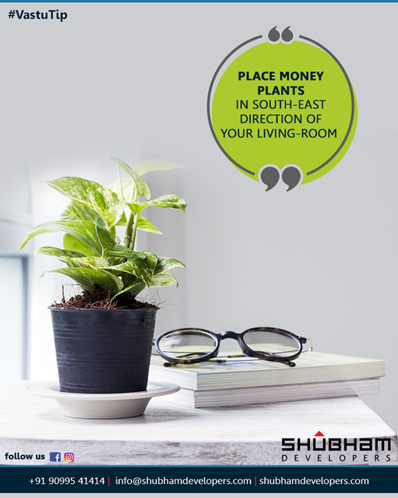 The lucky charm #moneyplant is considered to be auspicious and symbol of good luck which brings in health and wealth wherever it grows.
Place money plants in the south-east direction of your living-room to bring home wealth in abundance.

#DivineVaastuTip #VaastuTips #Luxury #LuxuriousFlats #ShubhamDevelopers #RealEstate #Gujarat #India